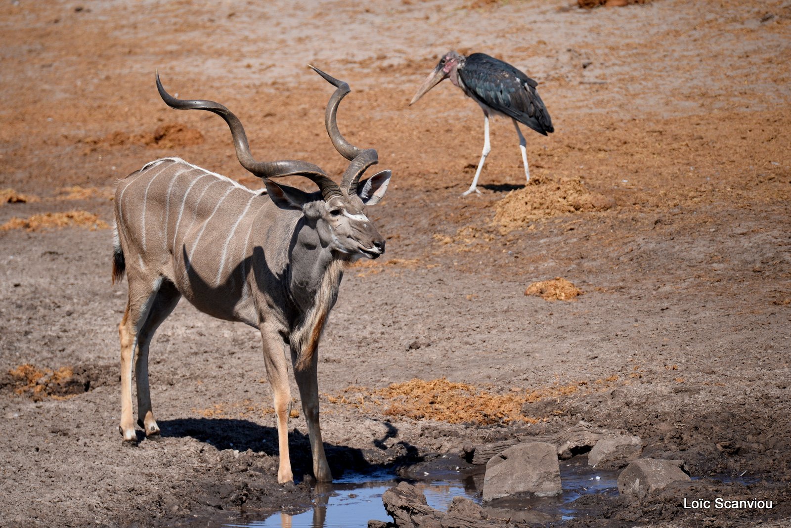 Grand Koudou et marabout/Greater Kudu and marabou stork 