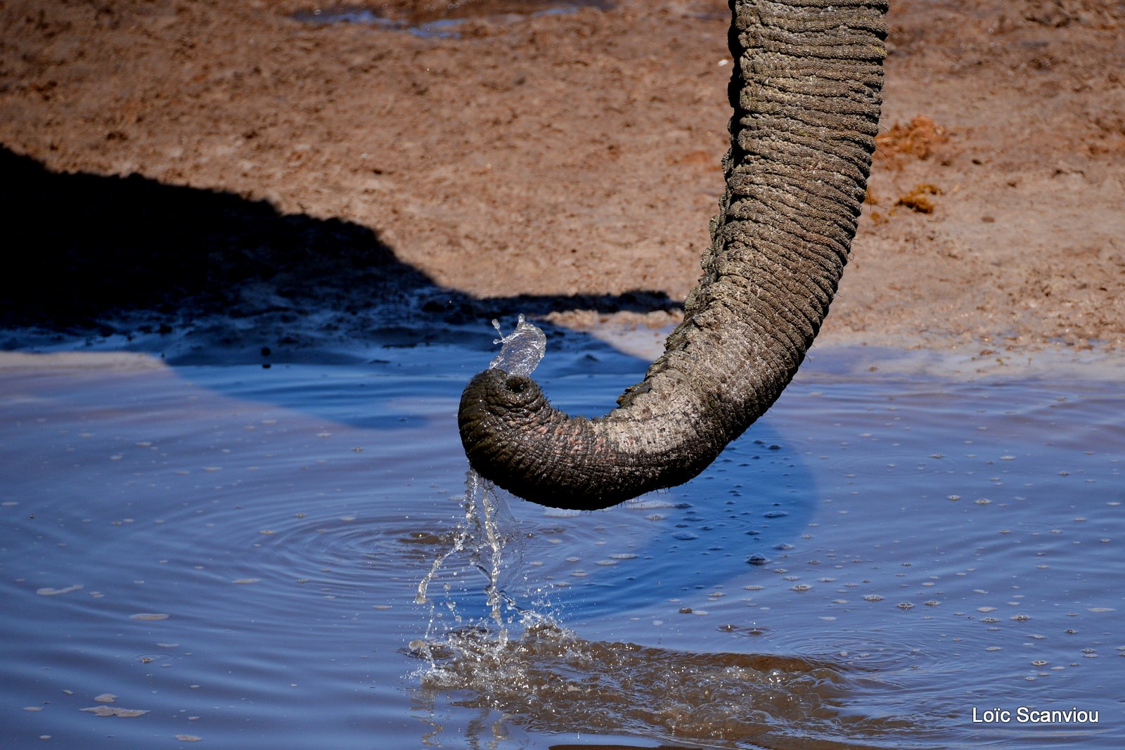 Eléphant d'Afrique/African Elephant (13)