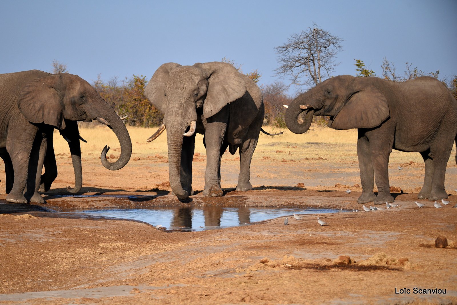 Eléphant d'Afrique/African Elephant (7)