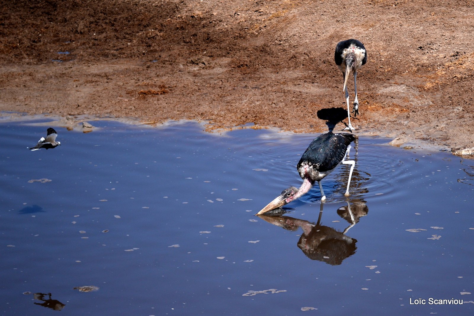 Marabout/ Marabou Stork (1)