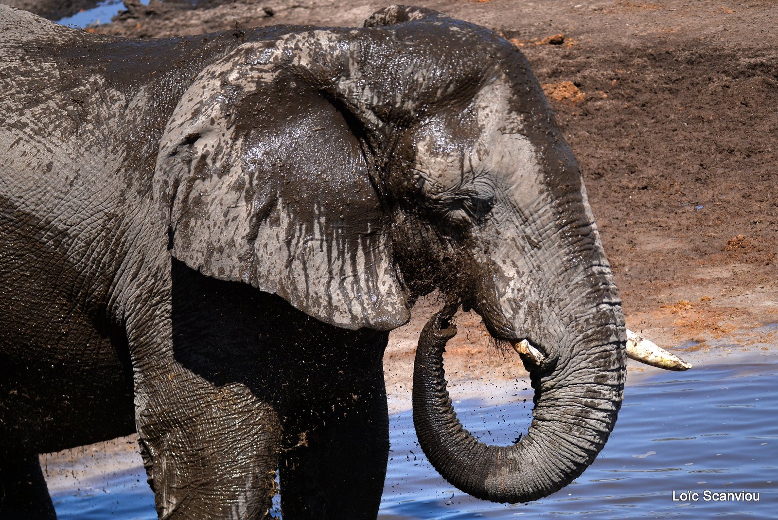 Eléphant d'Afrique/African Elephant (14)