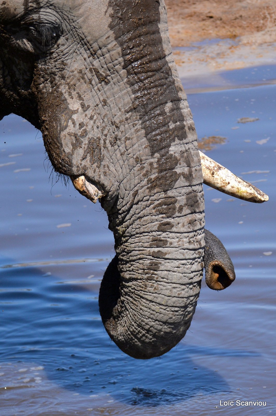 Eléphant d'Afrique/African Elephant (15)