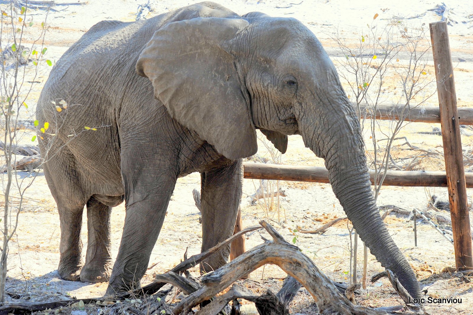 Eléphant d'Afrique/African Elephant (16)
