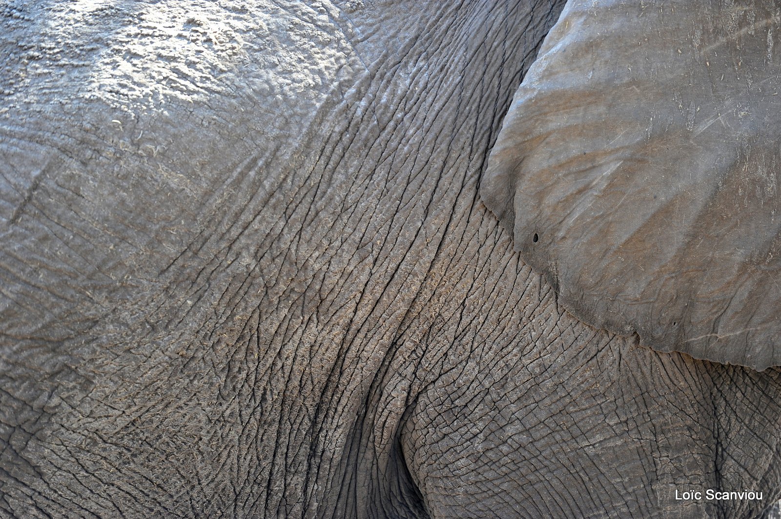 Eléphant d'Afrique/African Elephant (84)
