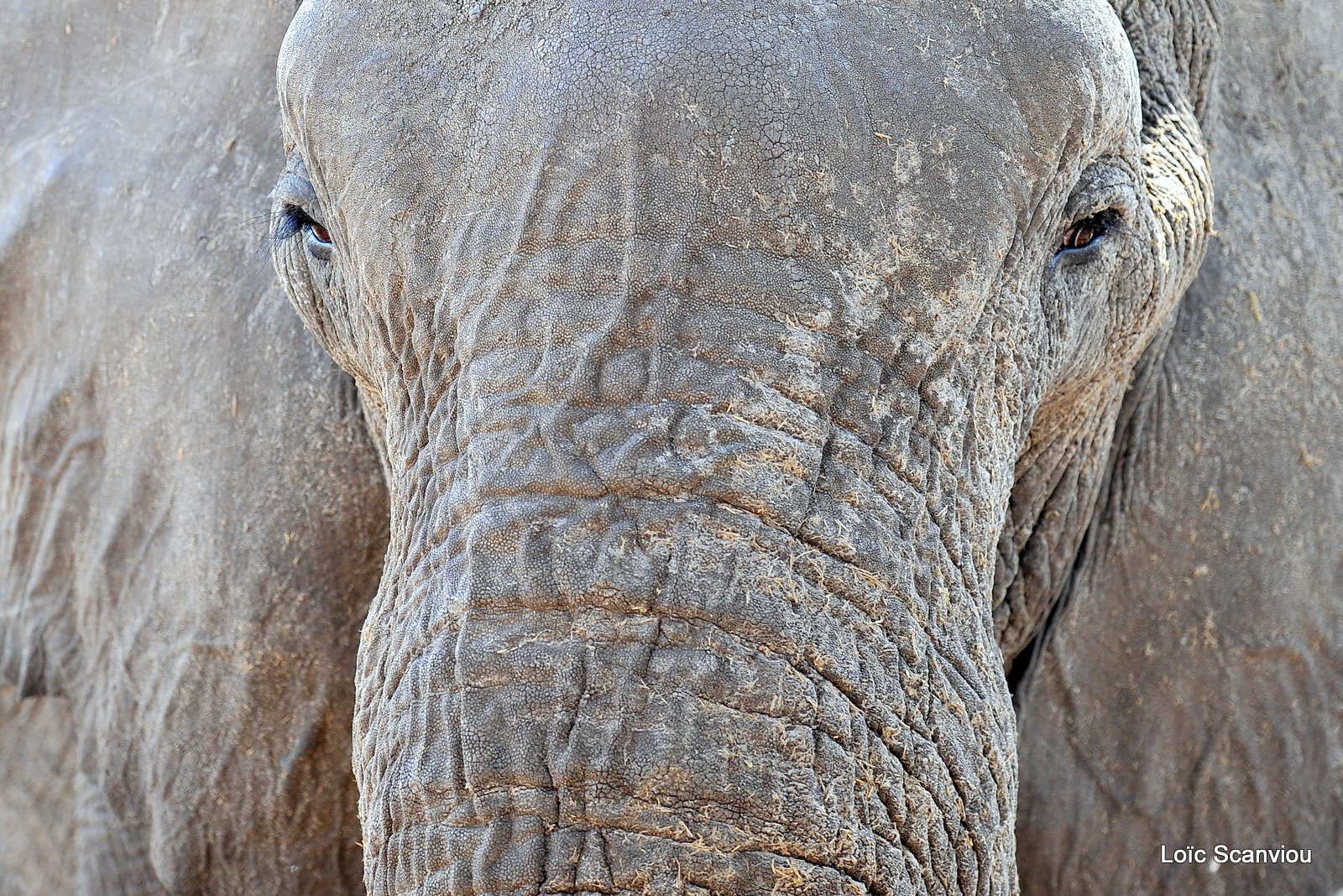 Eléphant d'Afrique/African Elephant (18)