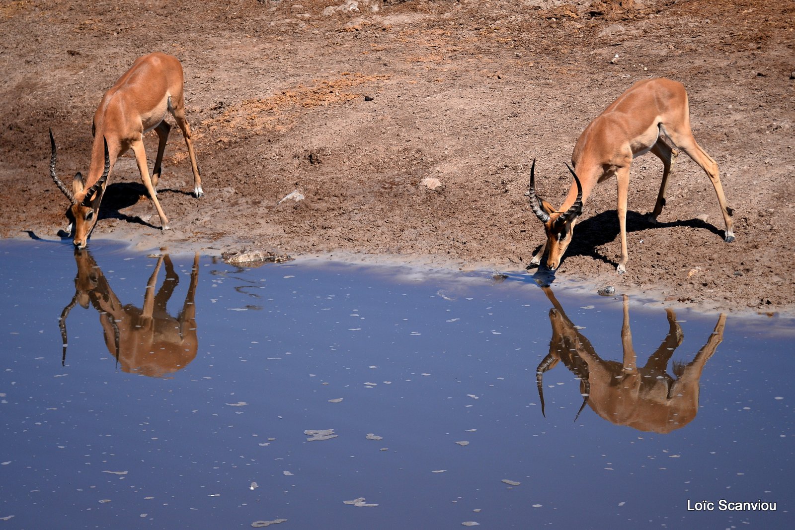 Impala (5)