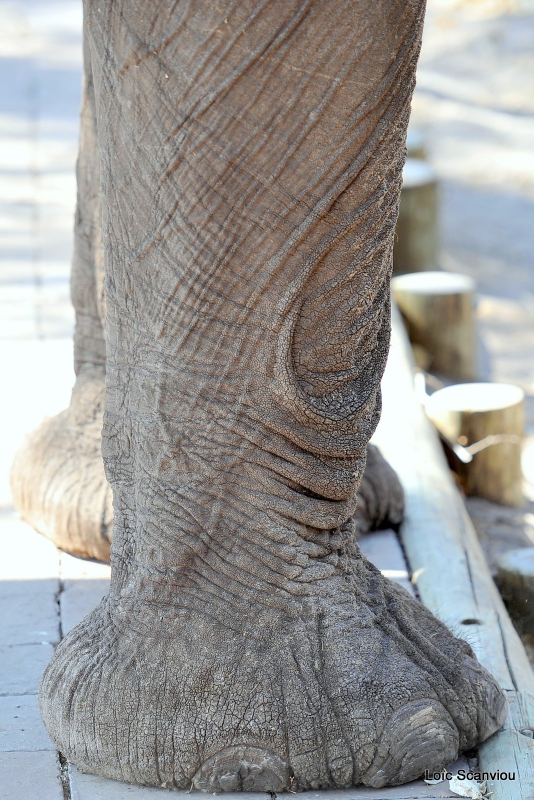 Eléphant d'Afrique/African Elephant (19)