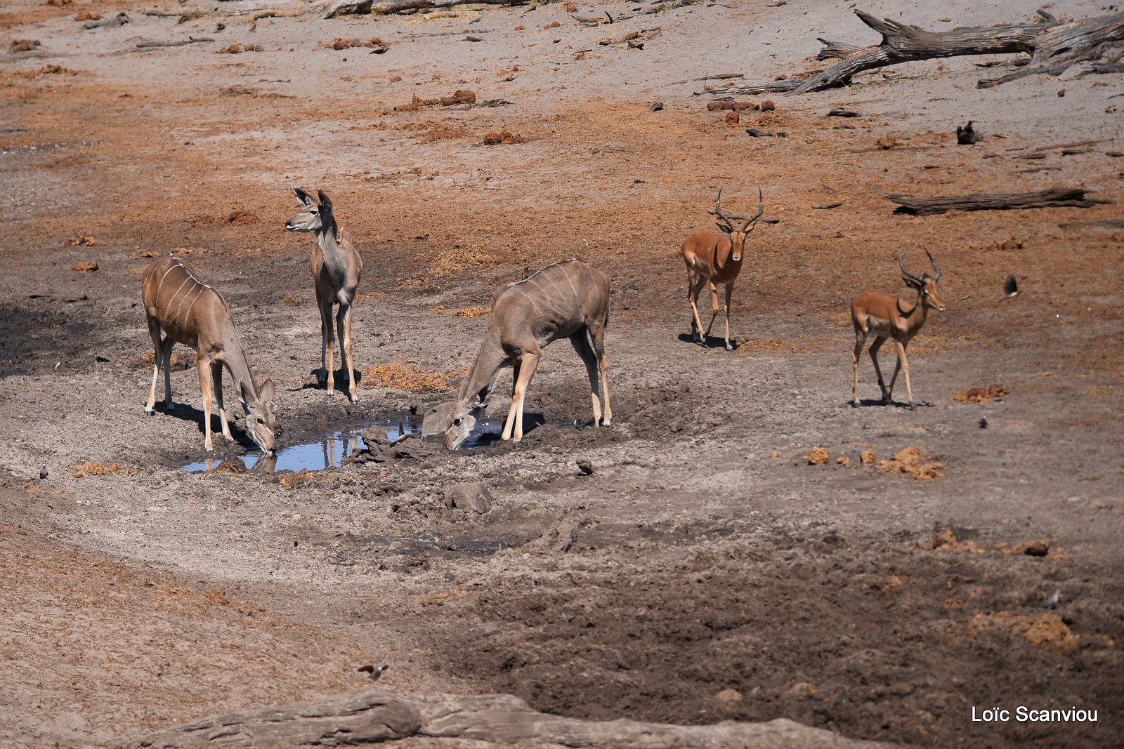 Grand Koudou et impala/Greater Kudu and impala (8)