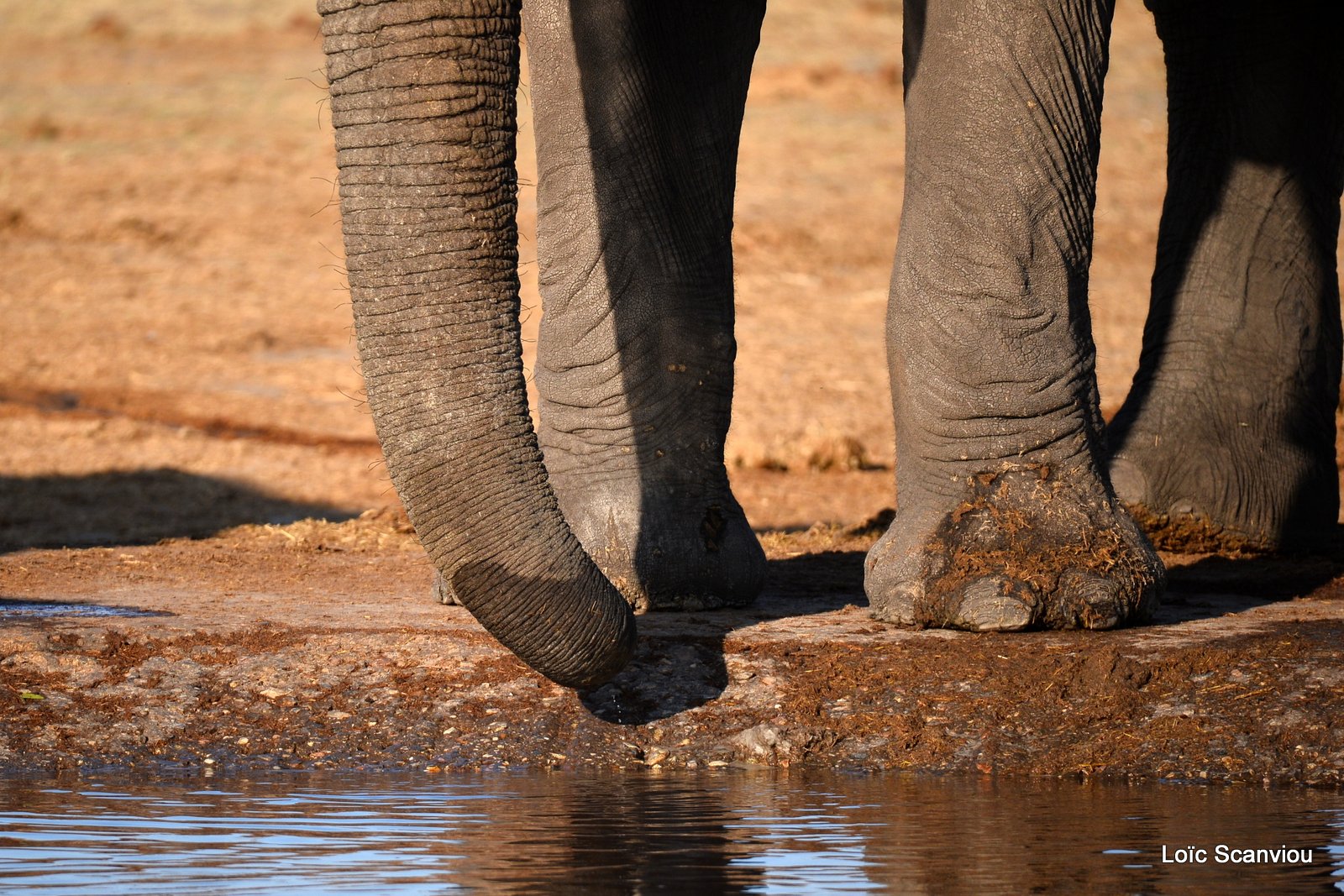 Eléphant d'Afrique/African Elephant (8)