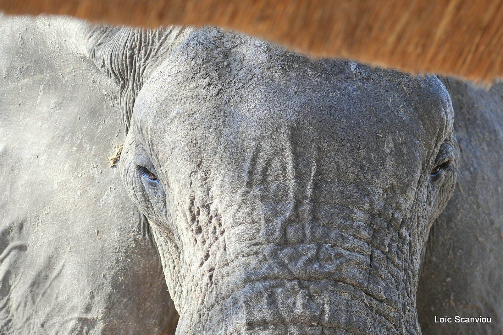 Eléphant d'Afrique/African Elephant (21)