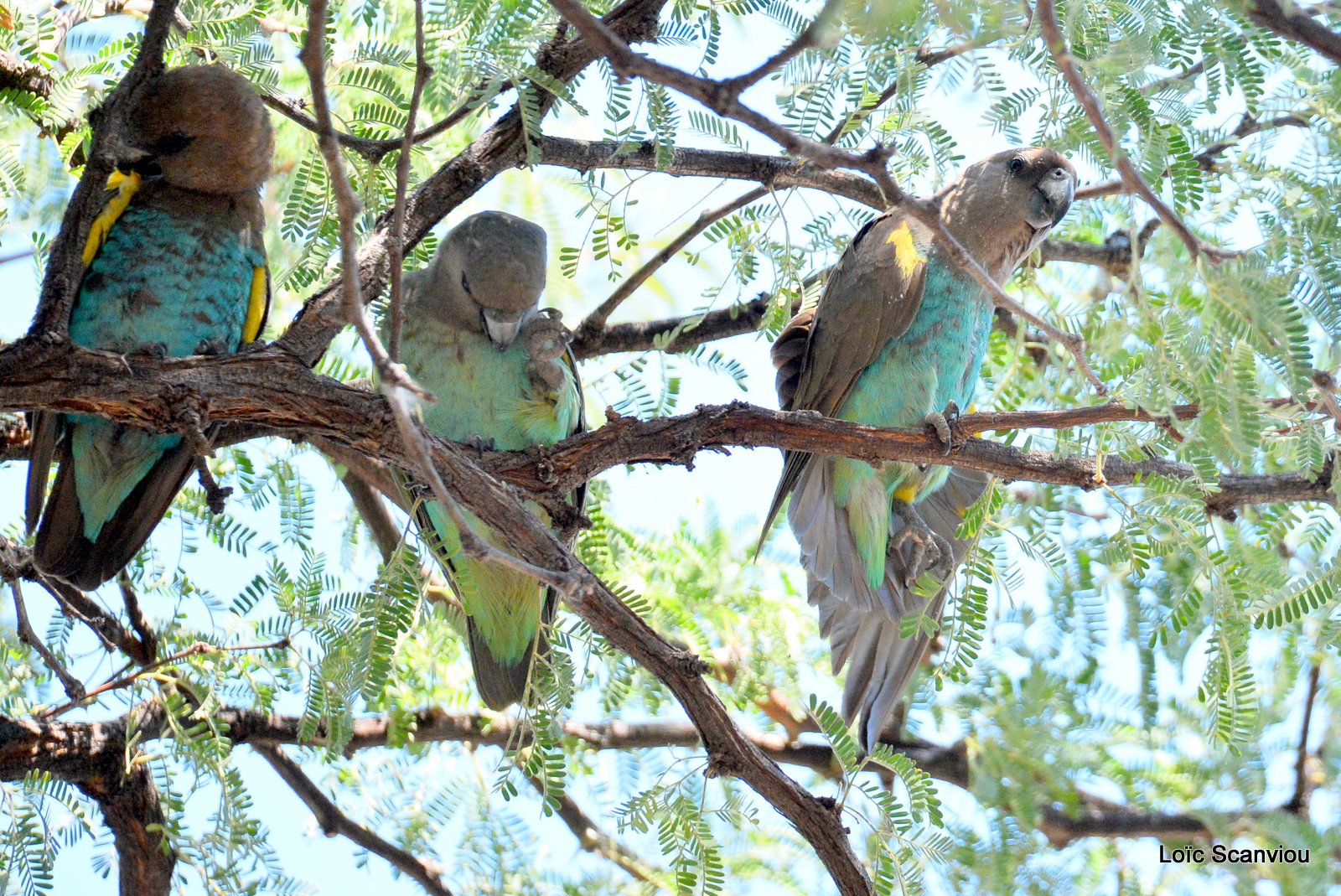 Perroquet de Meyer/Meyer's Parrot (1)