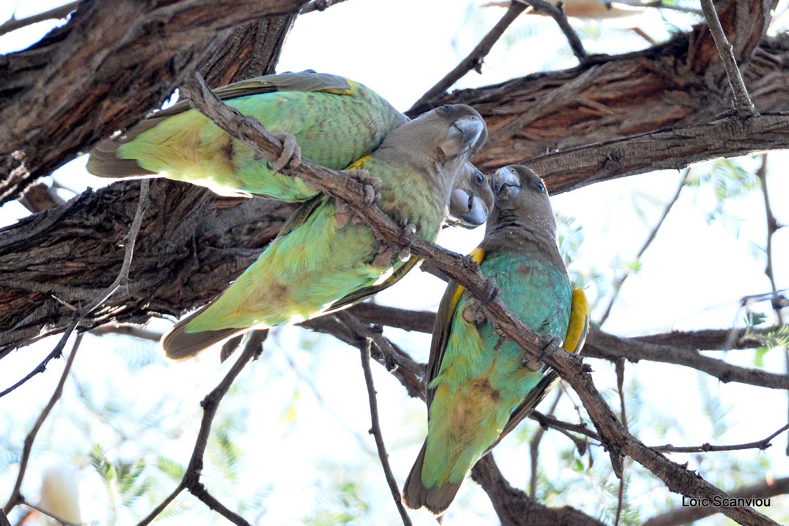 Perroquet de Meyer/Meyer's Parrot (2)