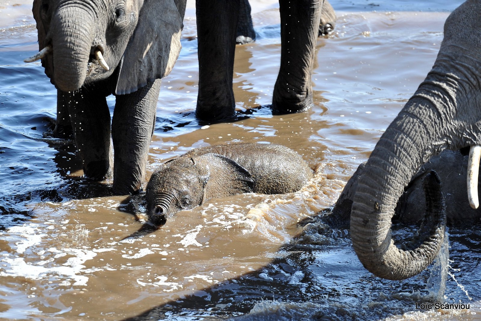 Eléphant d'Afrique/African Elephant (23)