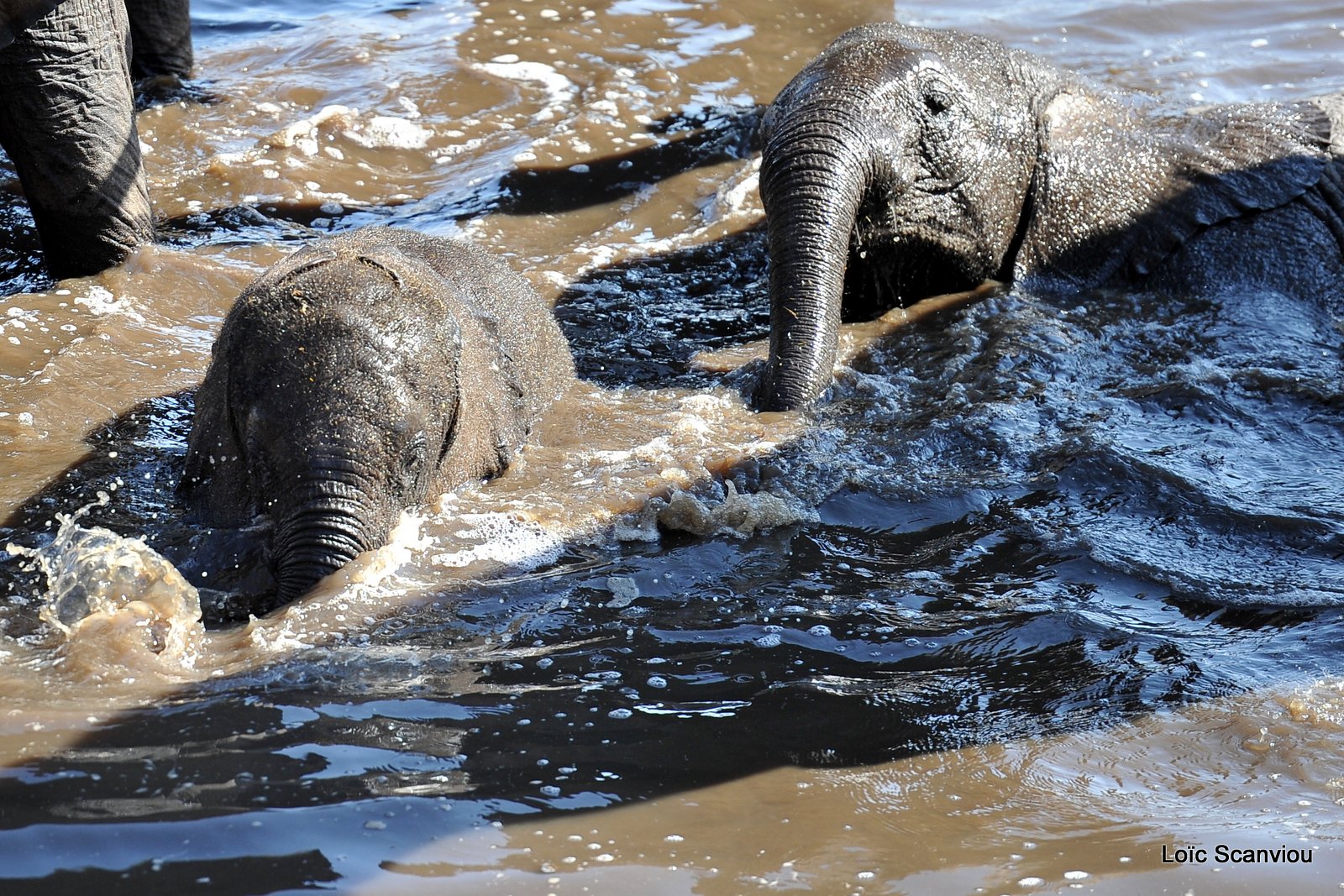 Eléphant d'Afrique/African Elephant (24)
