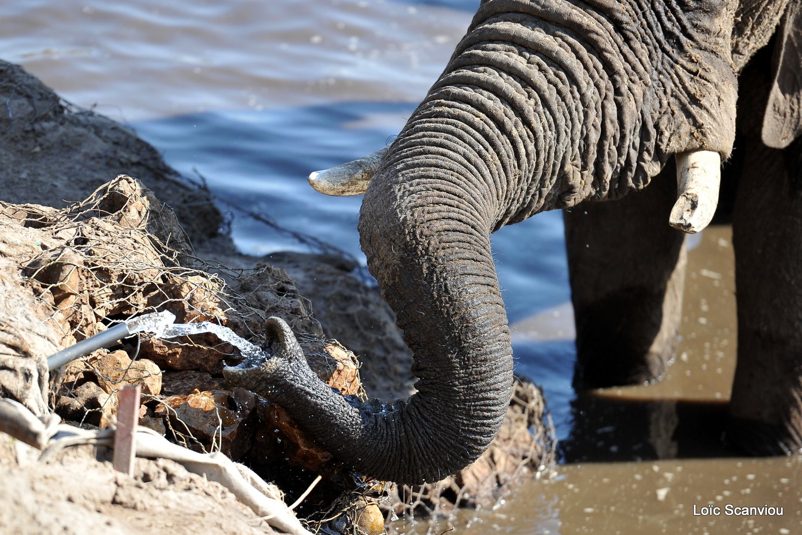 Eléphant d'Afrique/African Elephant (25)