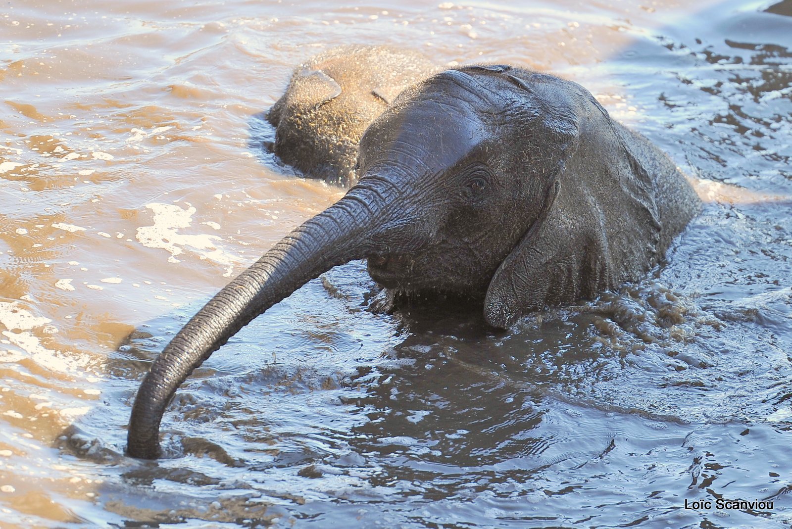 Eléphant d'Afrique/African Elephant (26)