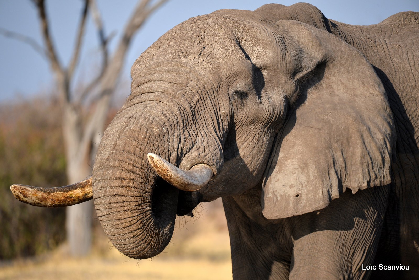 Eléphant d'Afrique/African Elephant (9)