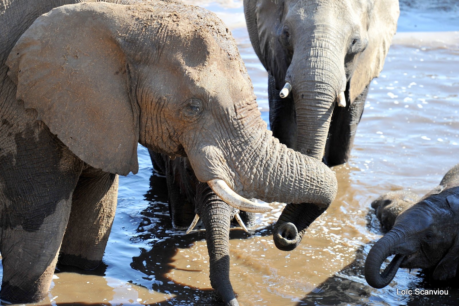 Eléphant d'Afrique/African Elephant (27)