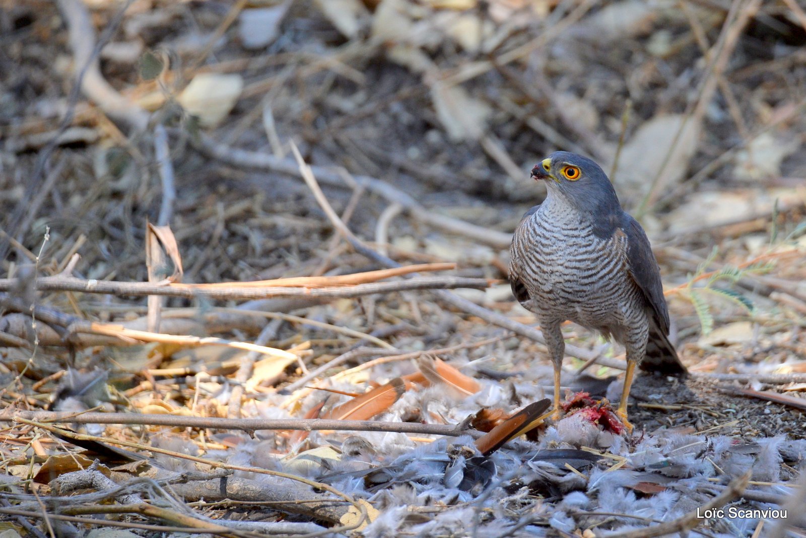 Épervier minule/Little Sparrowhawk (1)