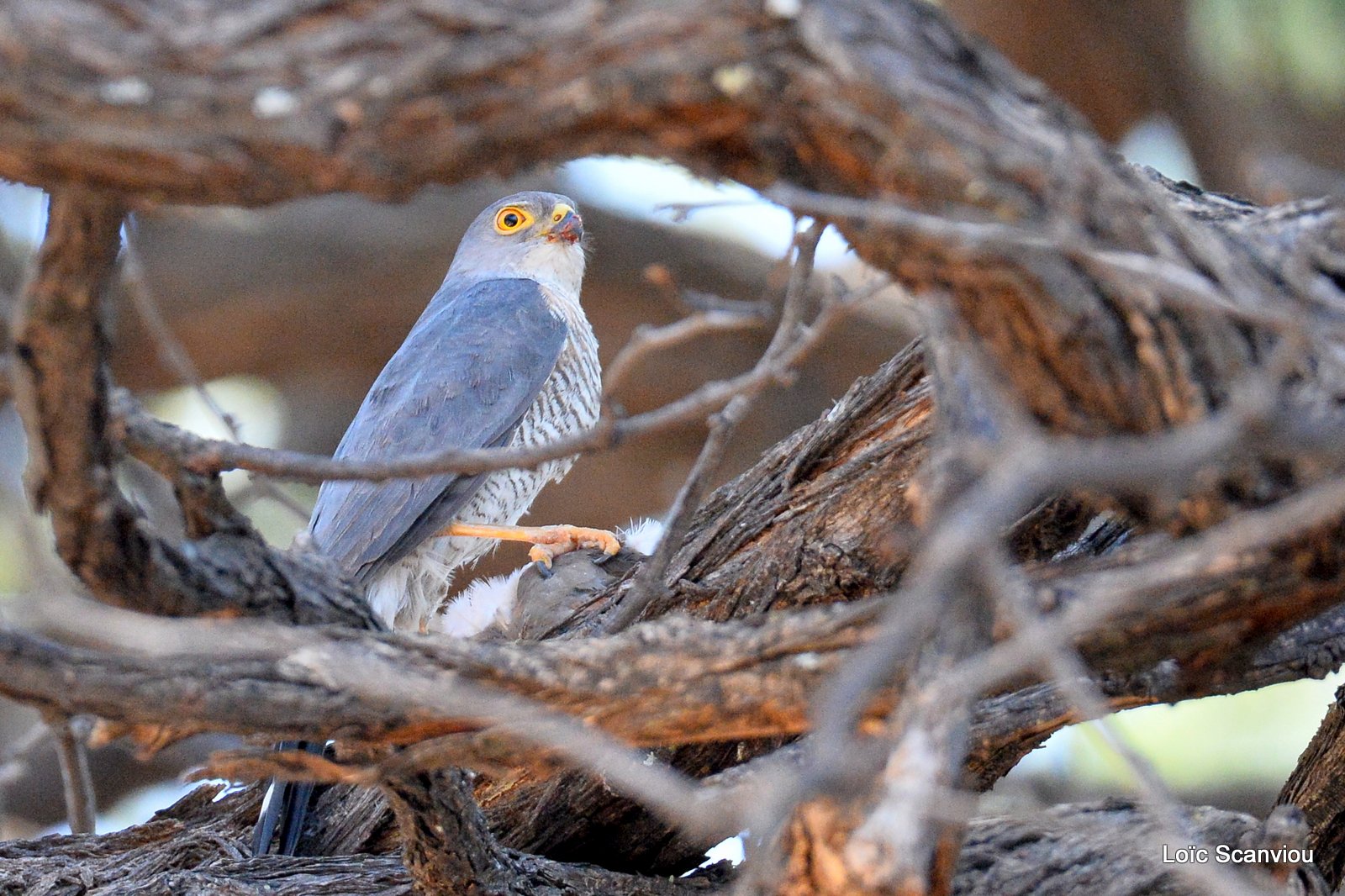 Épervier minule/Little Sparrowhawk (2)