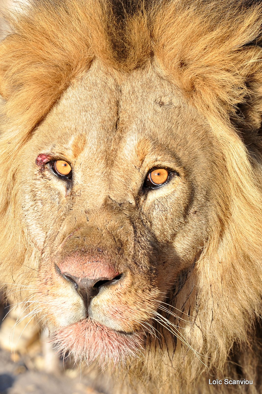 Lion mâle/Male Lion (5)