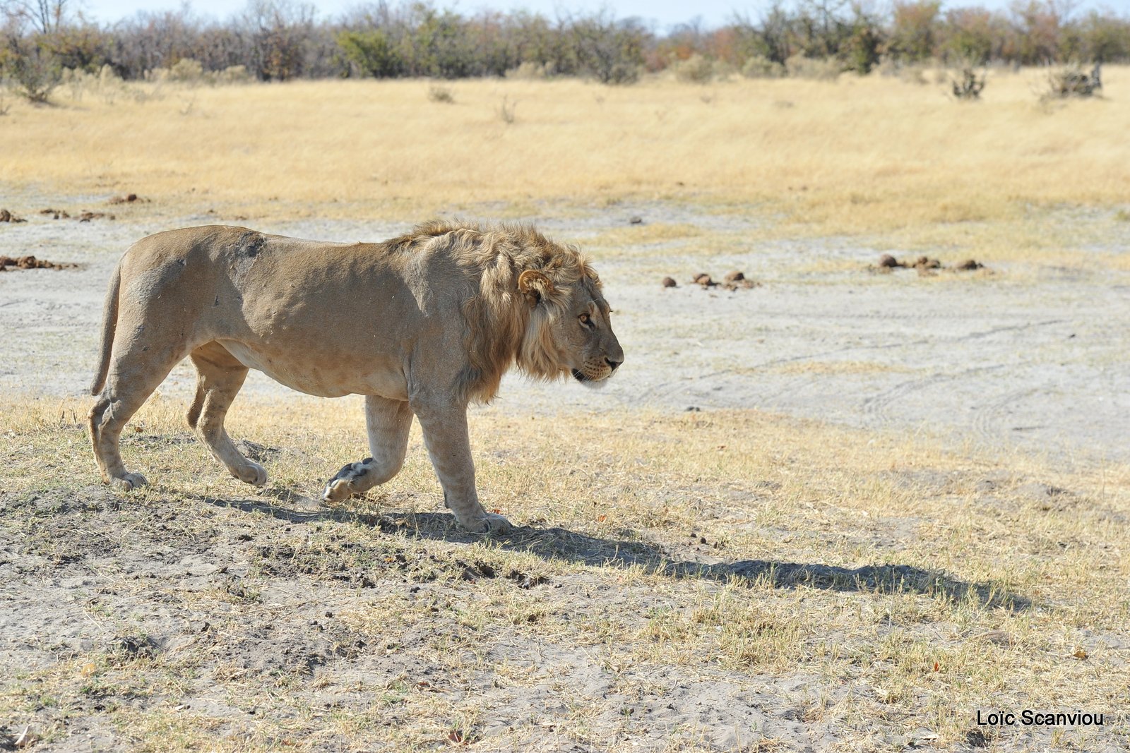 Lion mâle/Male Lion (7)
