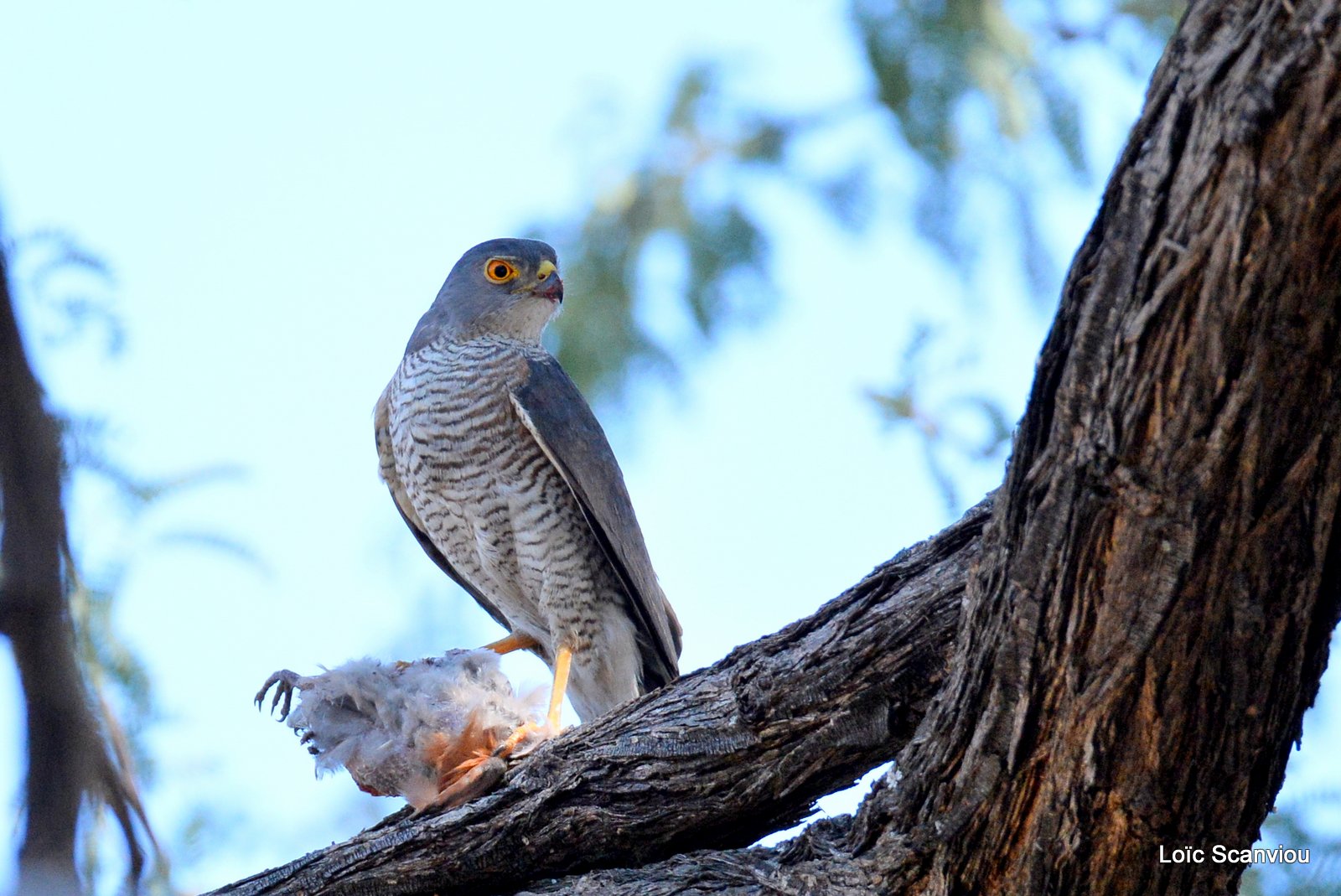 Épervier minule/Little Sparrowhawk (3)