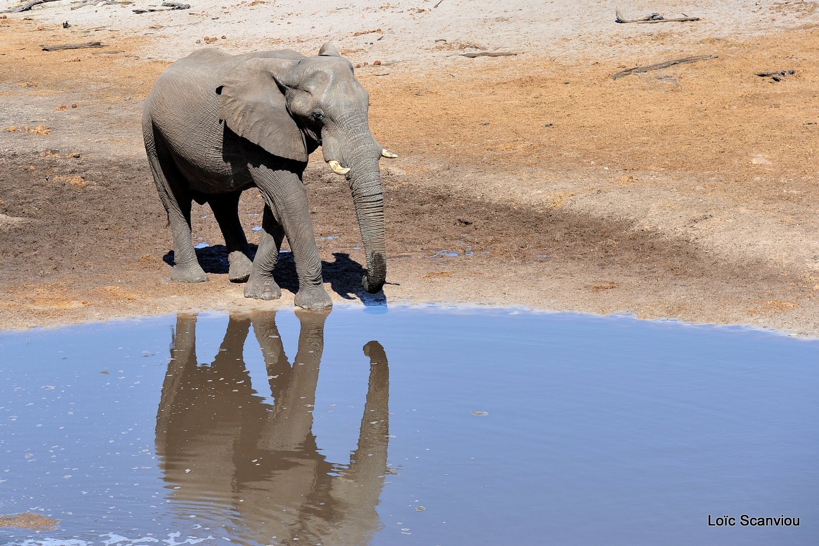 Eléphant d'Afrique/African Elephant (29)