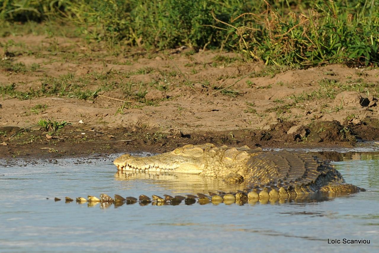 Crocodile du Nil/Nile Crocodile (4)