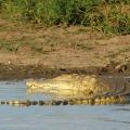 Crocodile du Nil/Nile Crocodile (4)