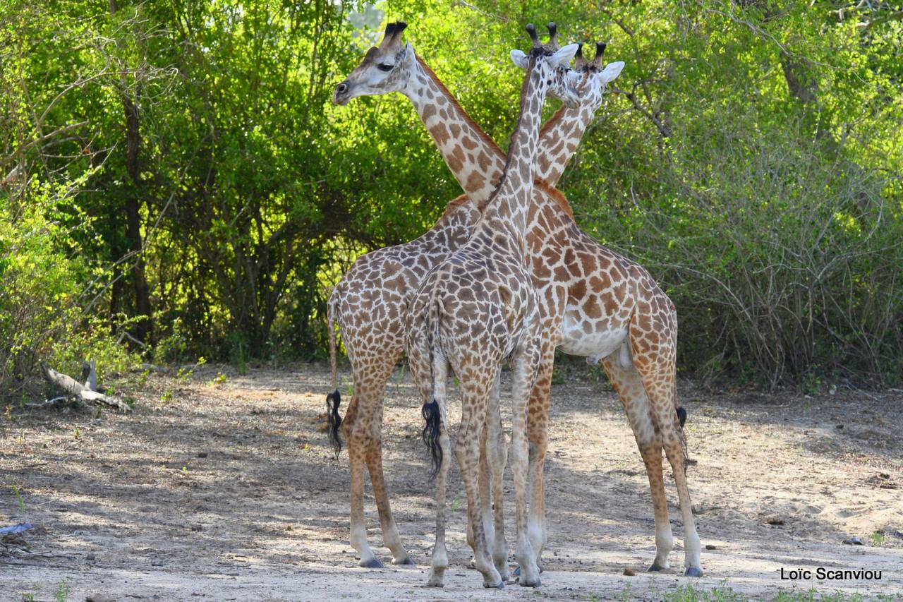 Girafe masaï/Masai Giraffe (19)