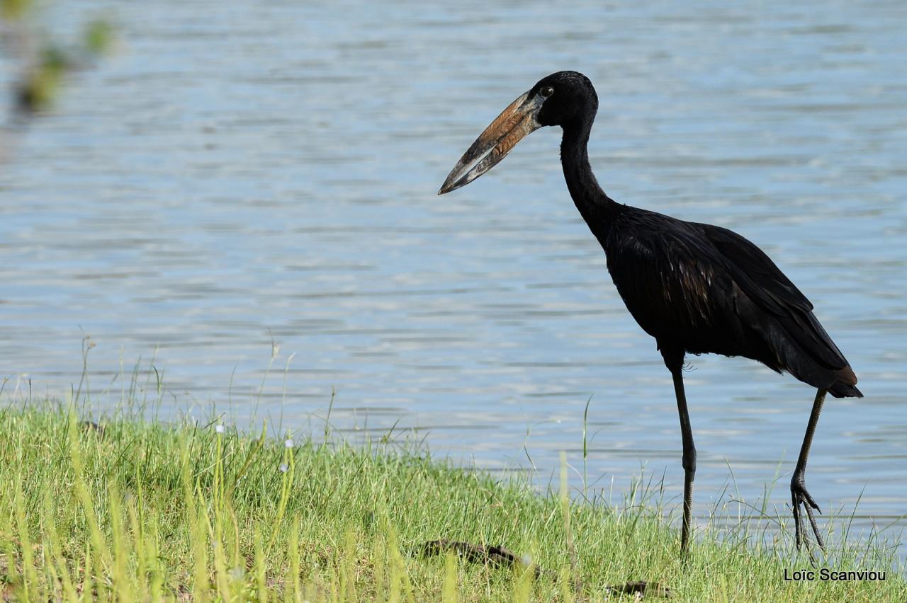 Bec-ouvert africain/Open-billed Stork (1)