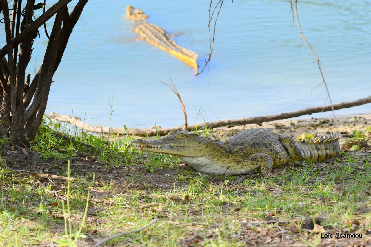 Crocodile du Nil/Nile Crocodile (13)