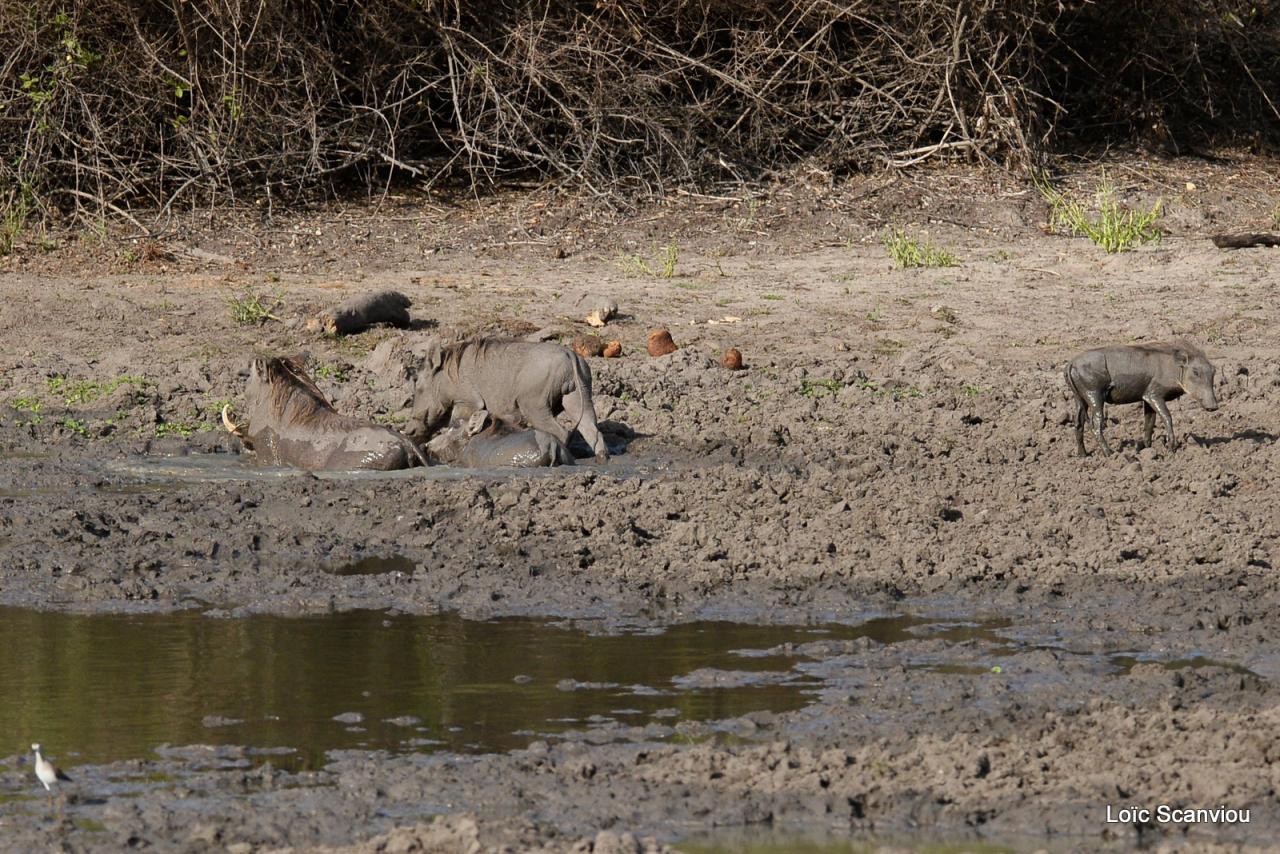 Phacochère/Warthog (1)