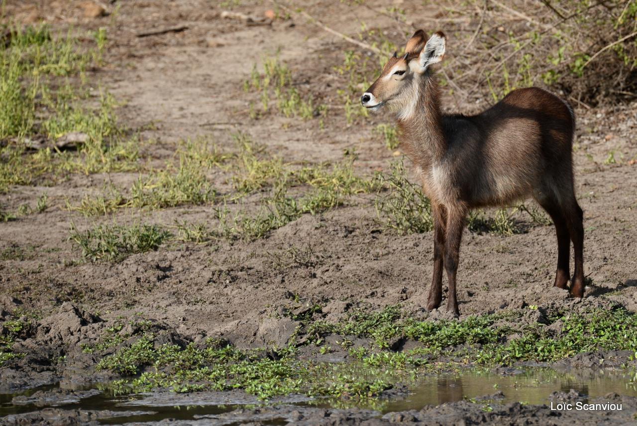 Cobe à croissant/Waterbuck (1)