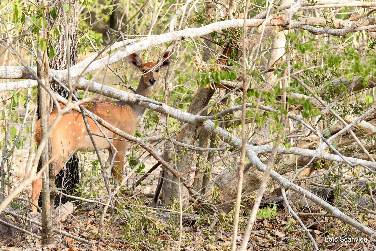 Guib harnaché/Bushbuck (1)
