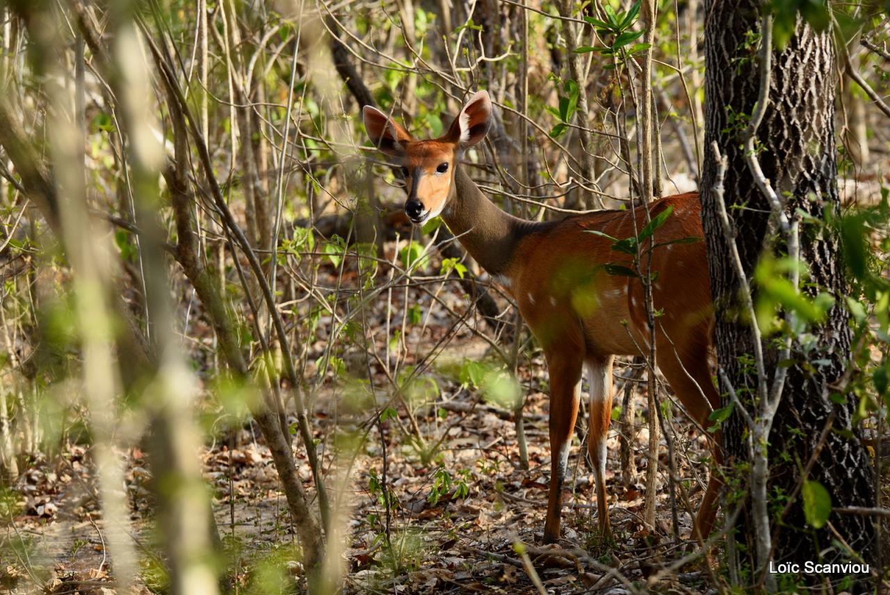 Guib harnaché/Bushbuck (2)