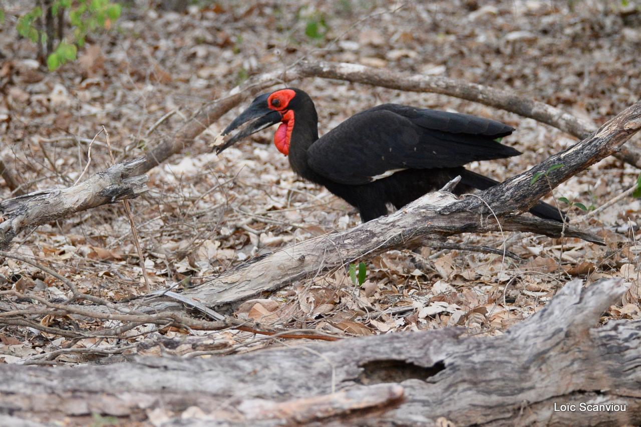 Bucorve/Groud Hornbill (1)