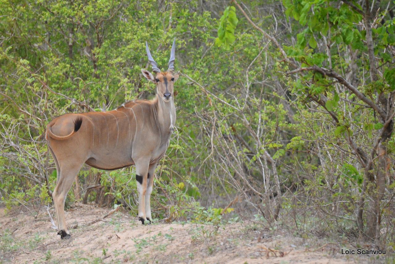 Eland du Cap/Cape Eland (1)