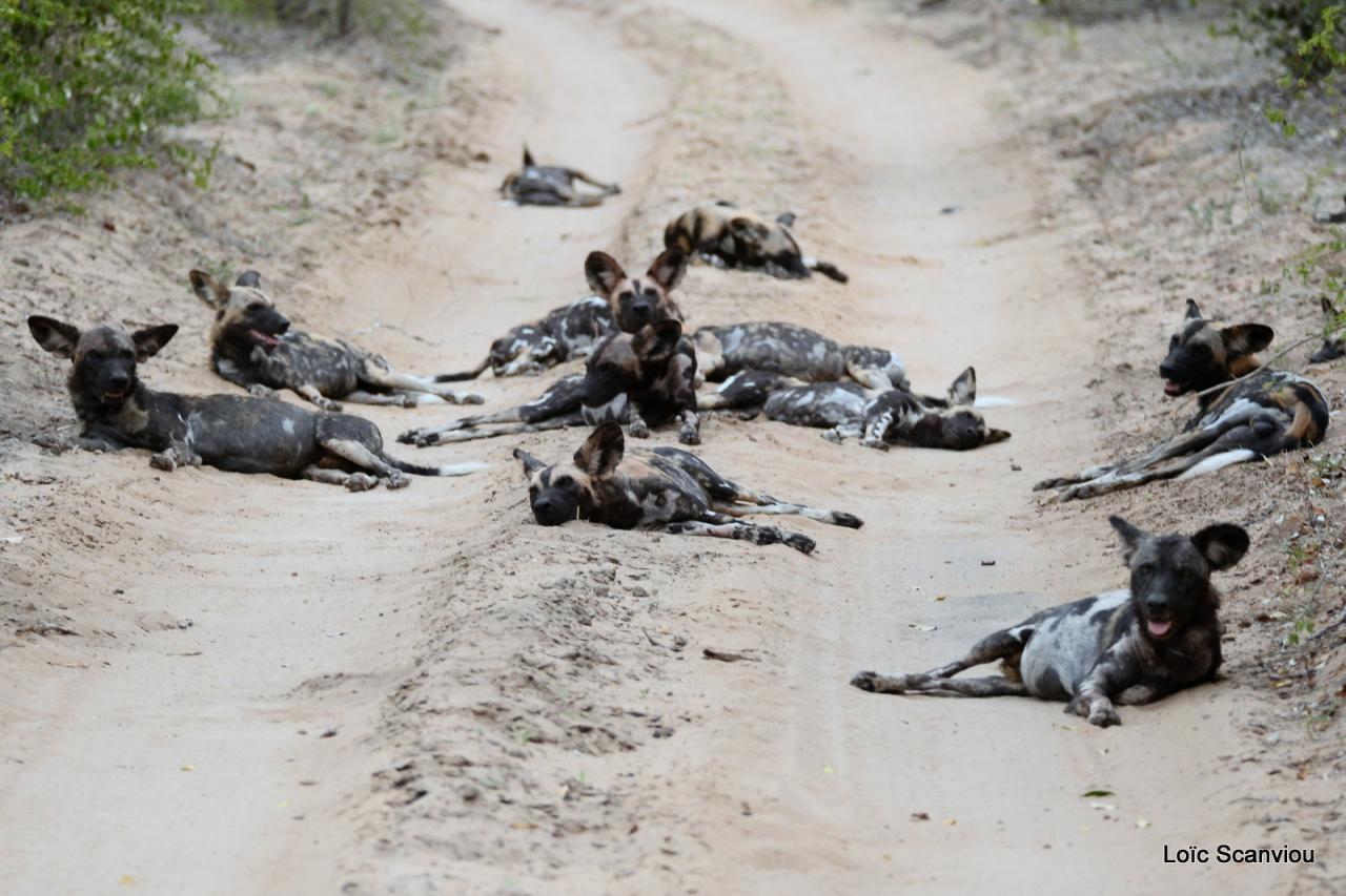 Lycaon/African Wild dog (3)