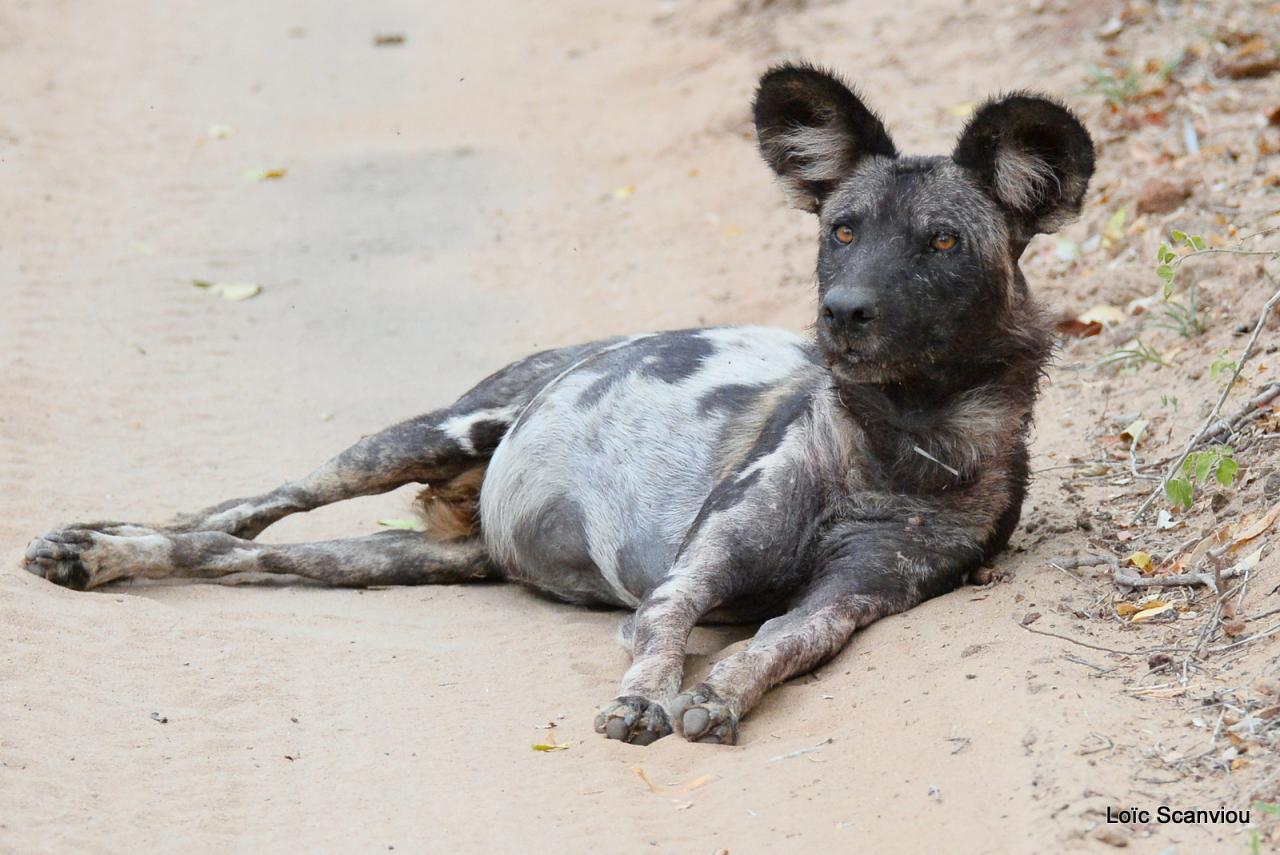 Lycaon/African Wild dog (4)