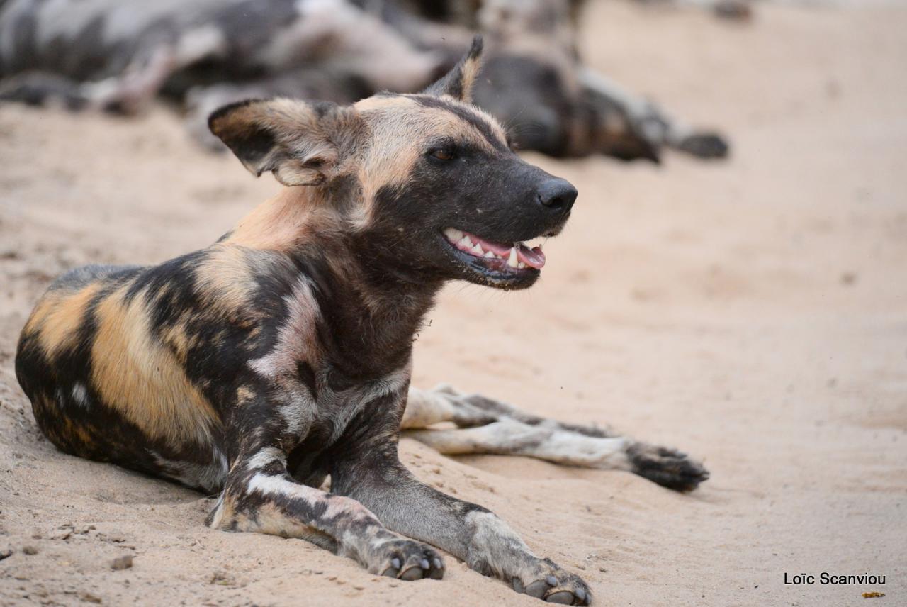 Lycaon/African Wild dog (5)