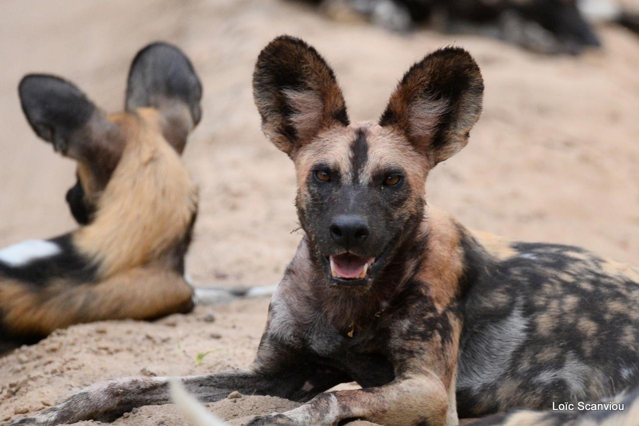 Lycaon/African Wild dog (6)
