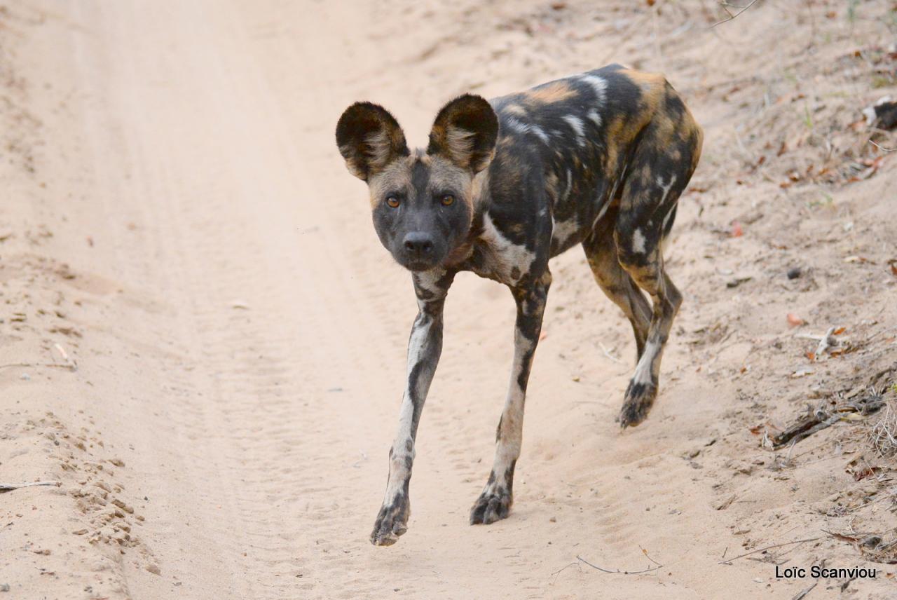 Lycaon/African Wild dog (7)
