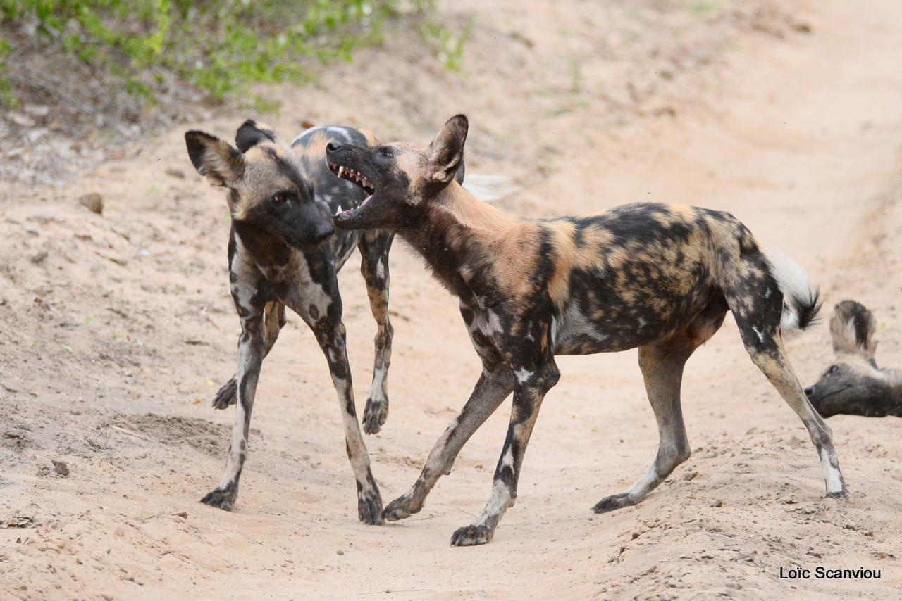 Lycaon/African Wild dog (8)