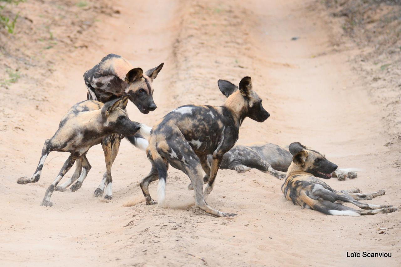Lycaon/African Wild dog (9)