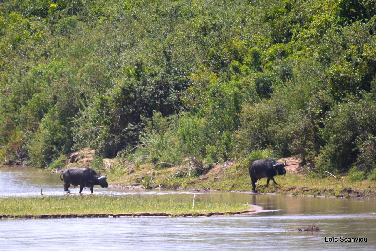 Buffle du Cap/Cape Buffalo (1)