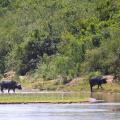 Buffle du Cap/Cape Buffalo (1)