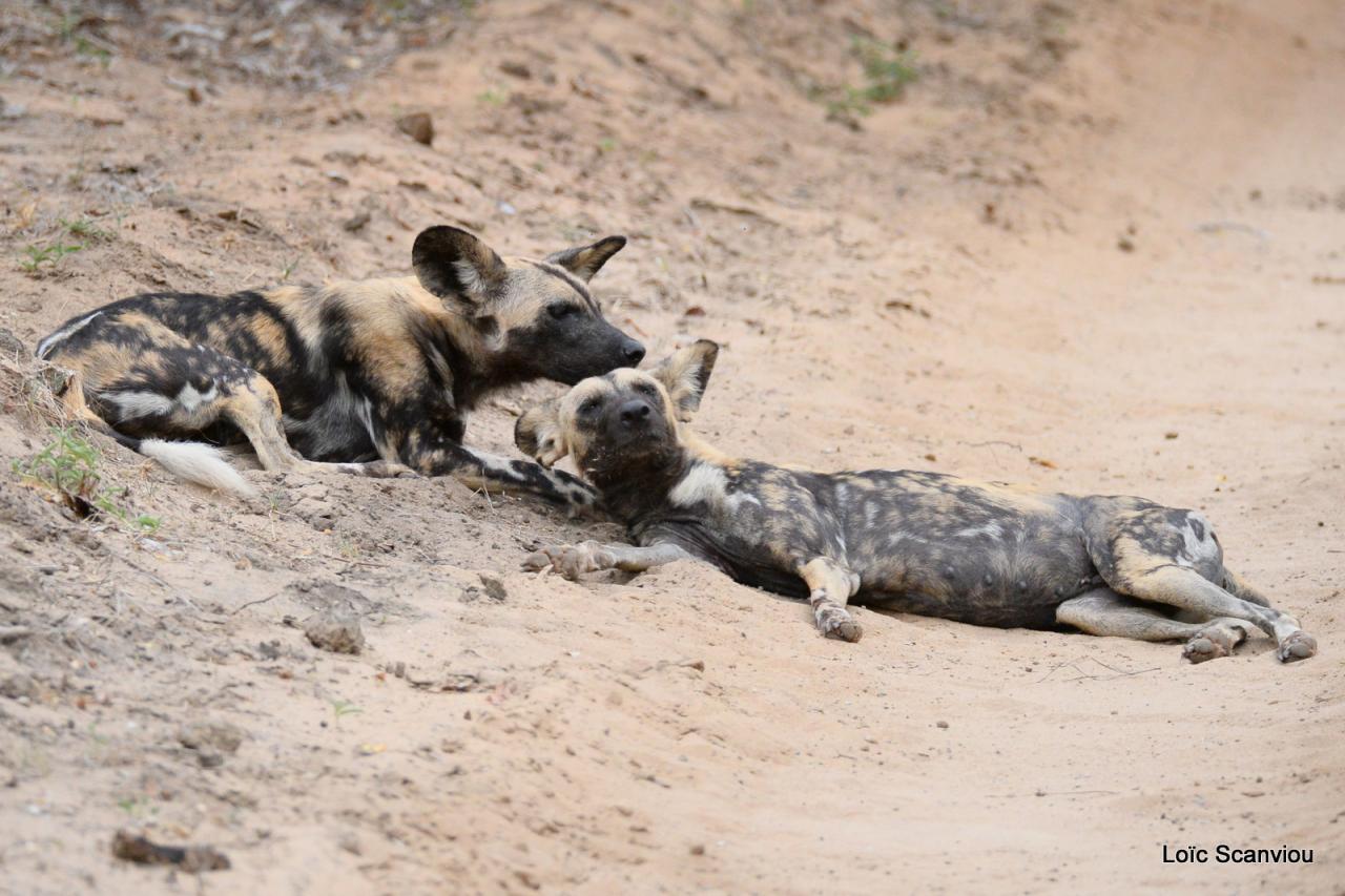 Lycaon/African Wild dog (10)