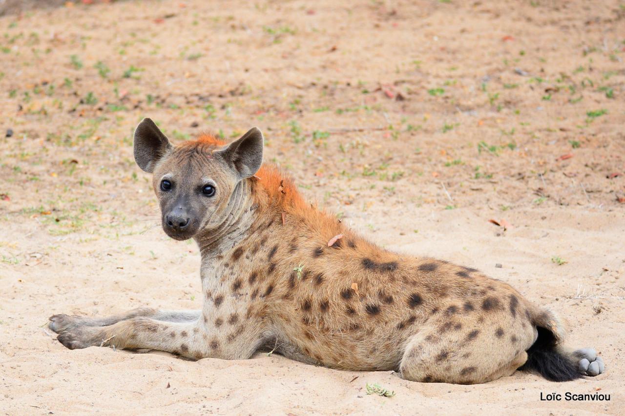 Hyène tachetée/Spotted Hyena (2)